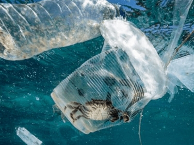 海洋塑膠污染，會(huì)對(duì)人體產(chǎn)生哪些危害？